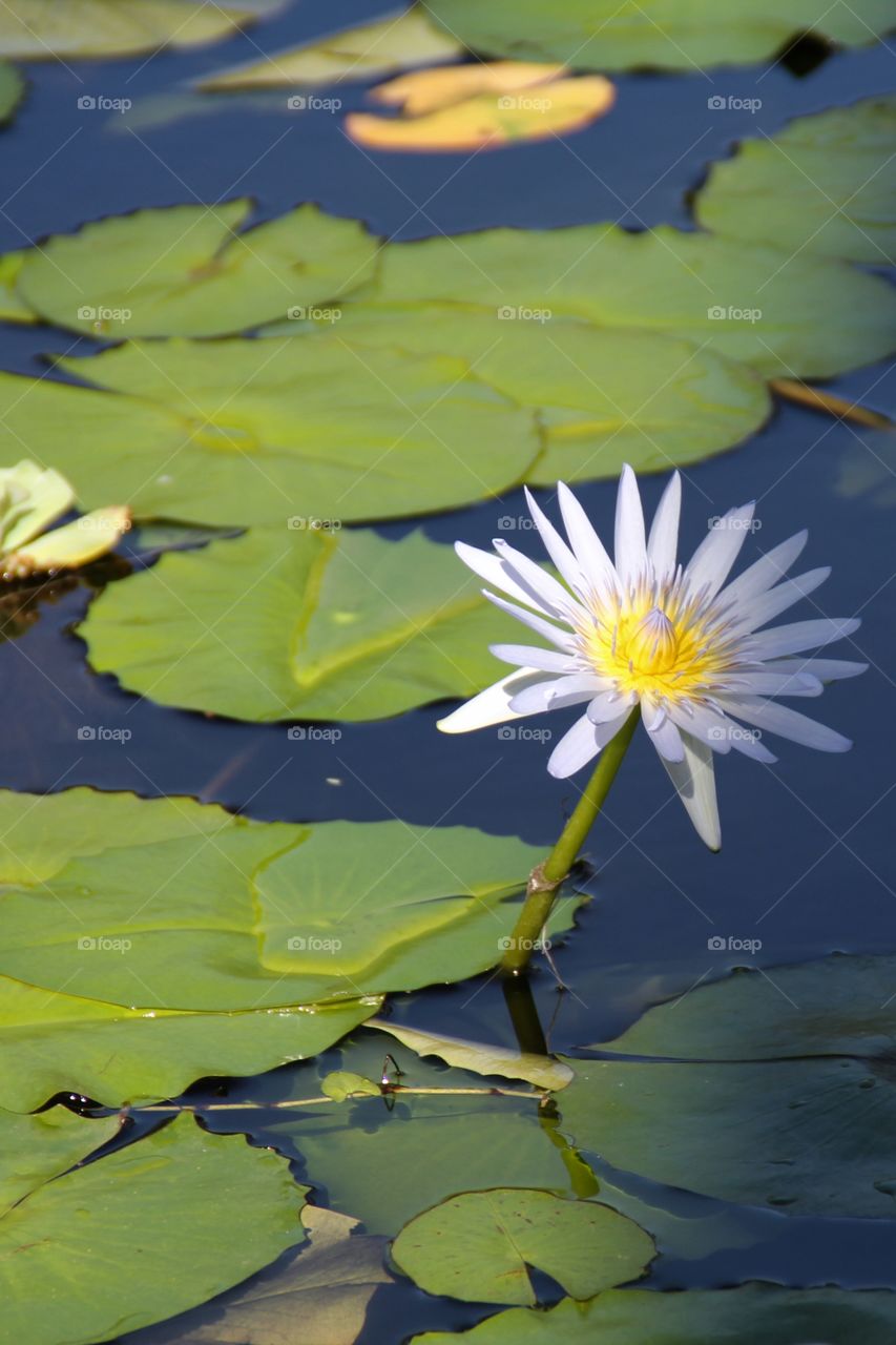 Water Lily
