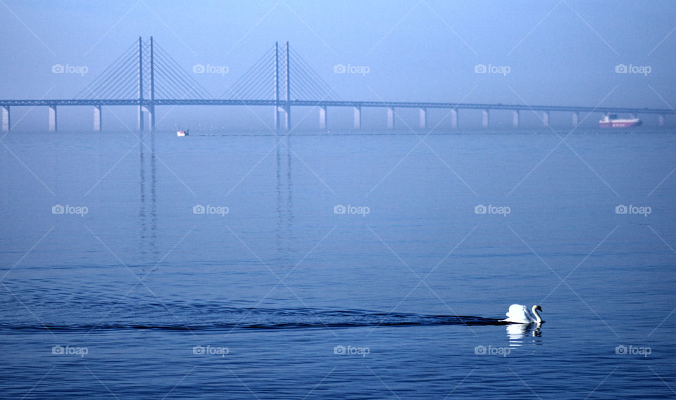 Swan under the bridge