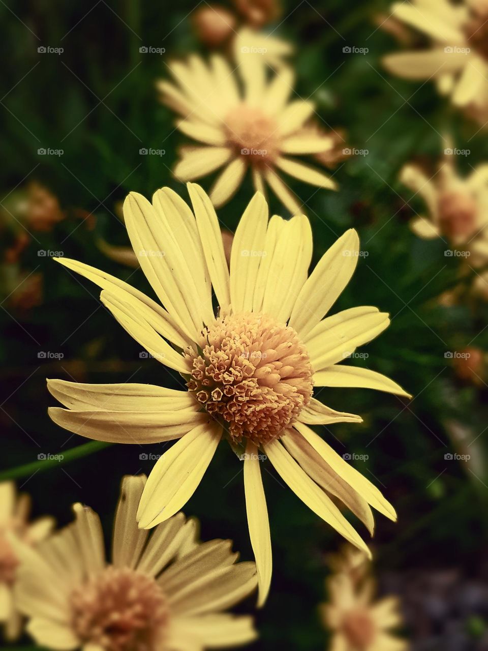 Yellow Daisy