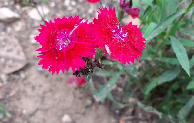Flower is bloom