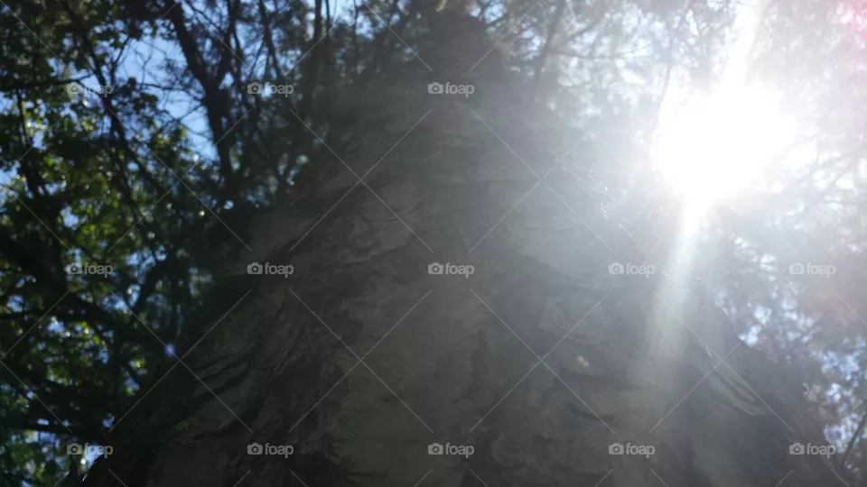 tree