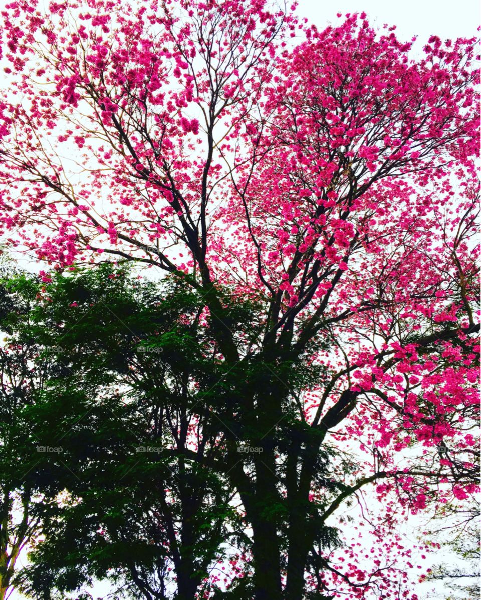 O espetacular pé de #ipê totalmente florido. Como são belas as cores da natureza.