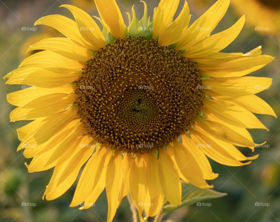 Beautiful sunflower field