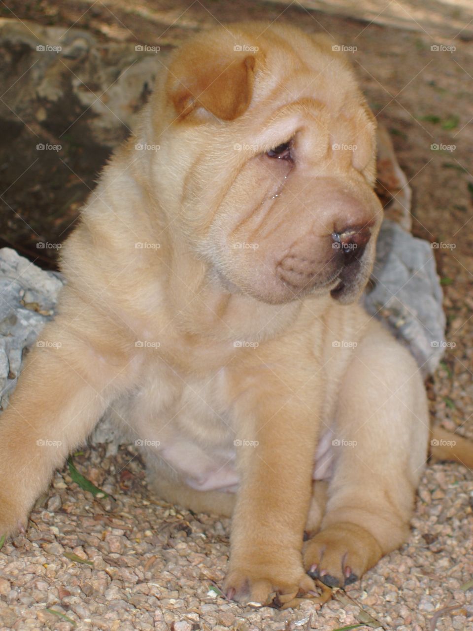 Sharpei puppy