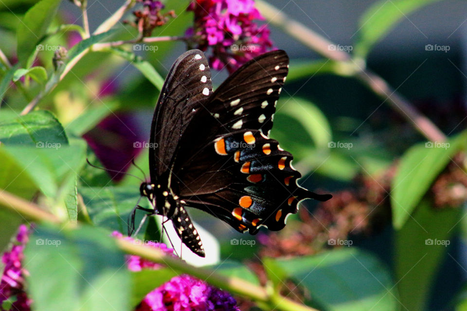 Black Swallowtail