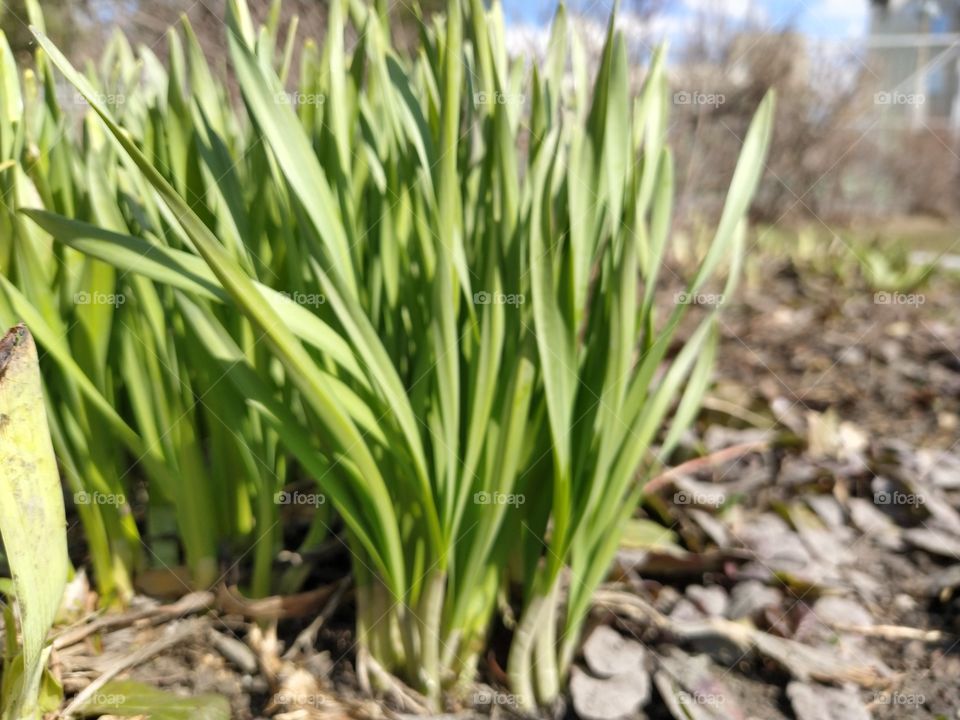 first spring flowers