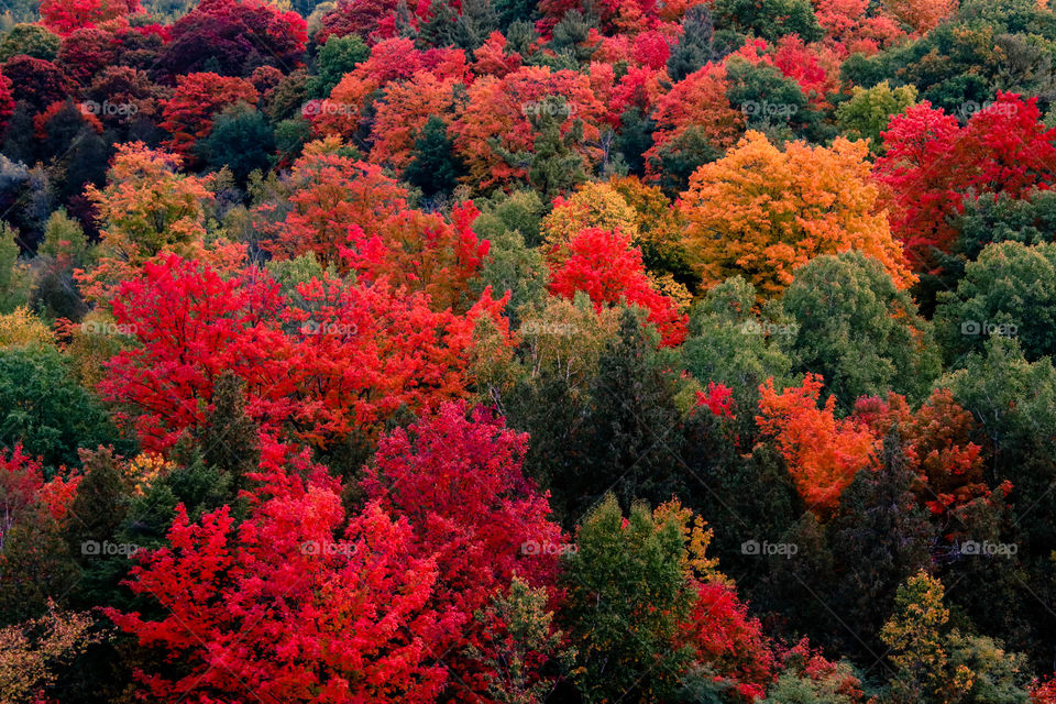 Autumn foliage, bright leafy background