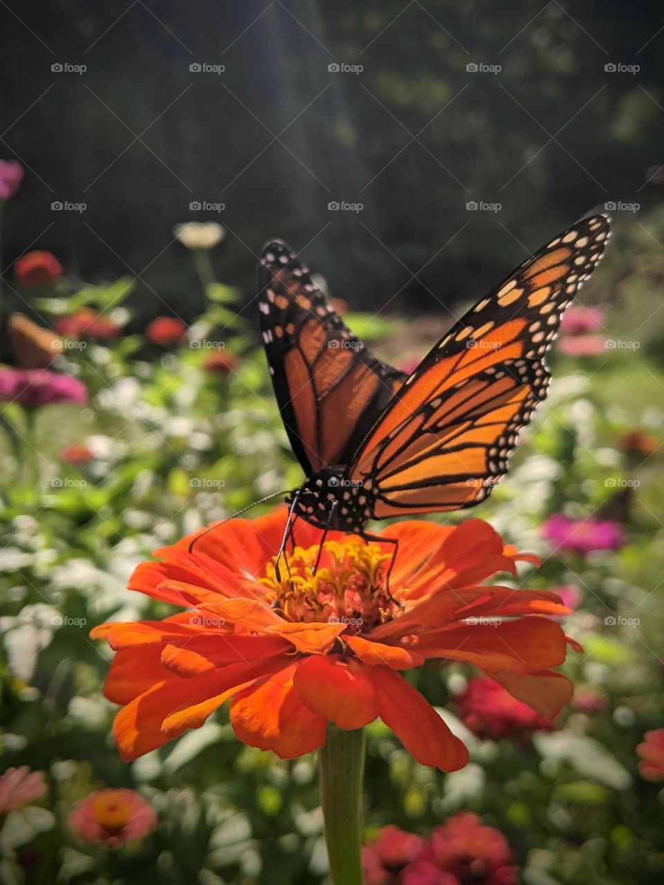 monarch on flower