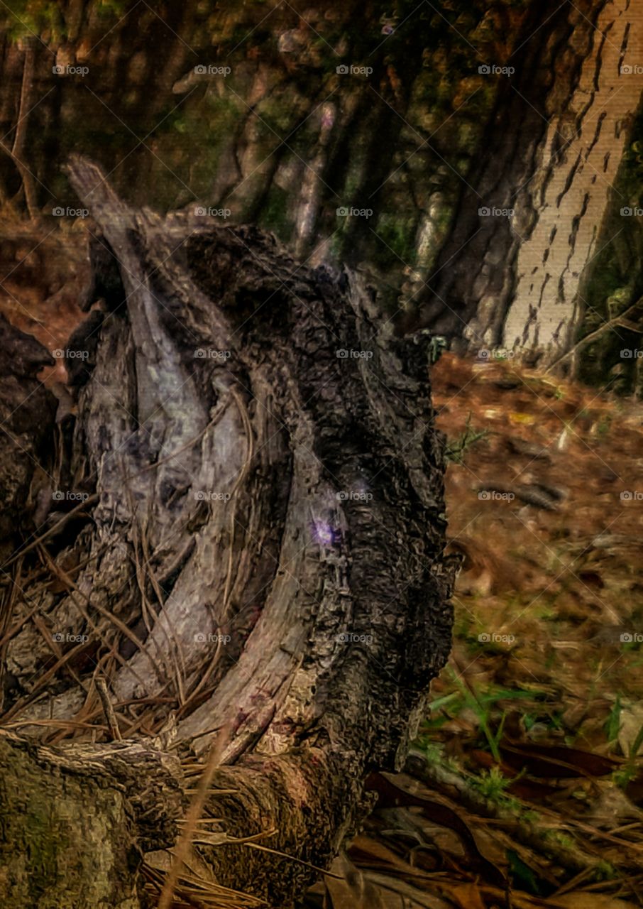 downed tree branches