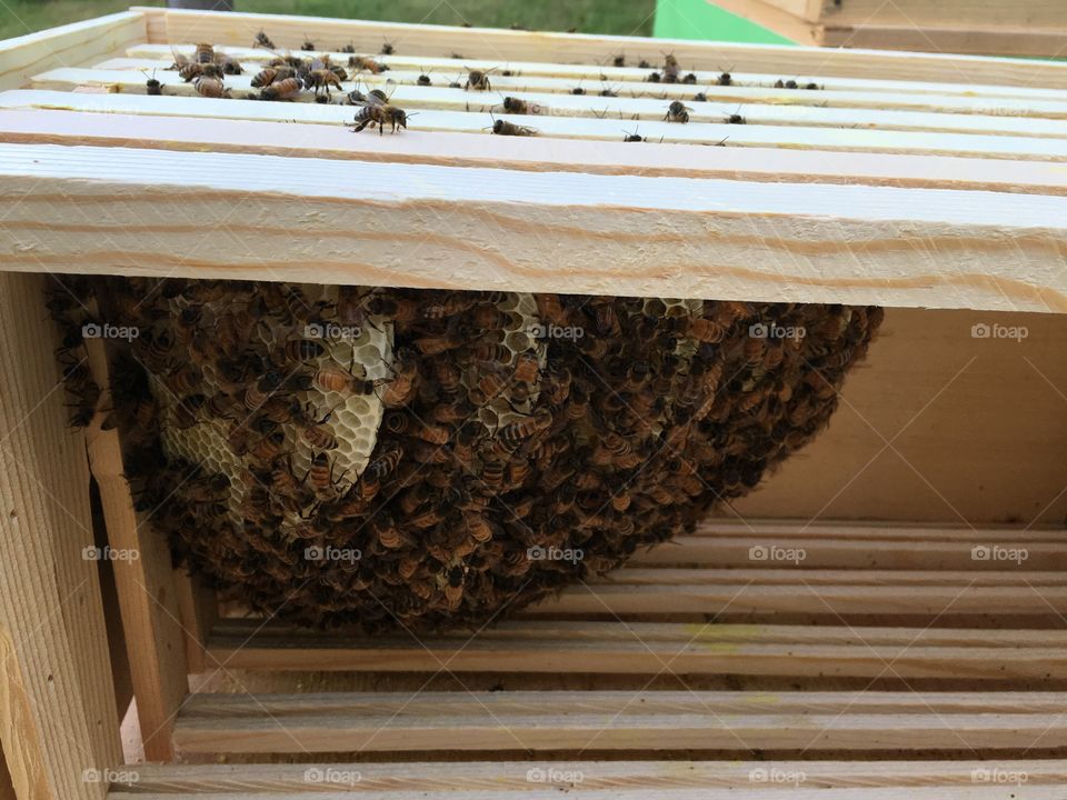 Honeycomb in the hive 