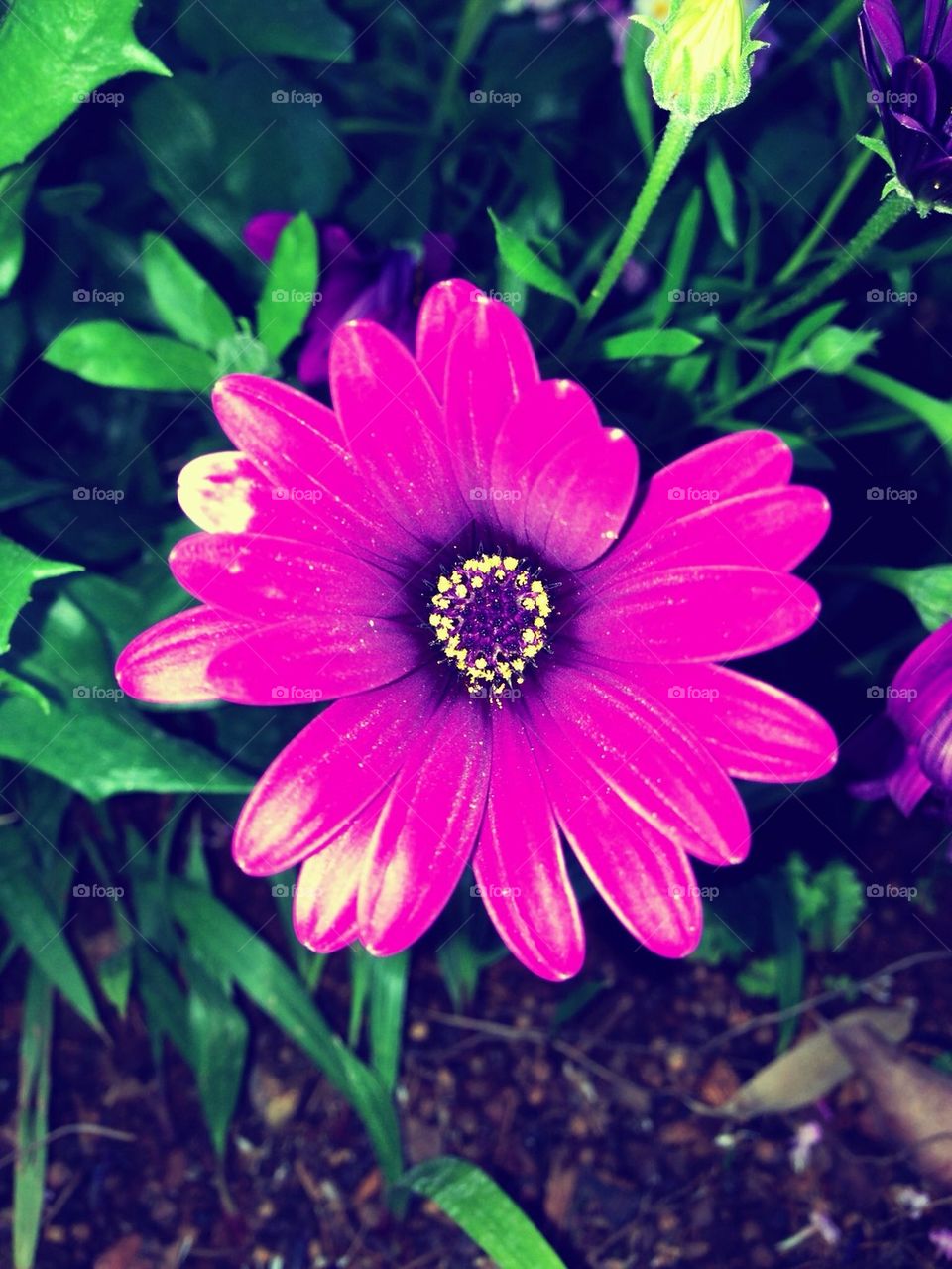 Pink flower
