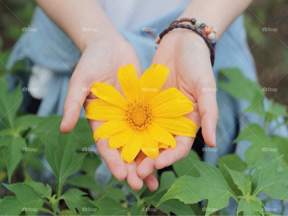 Wild Sunflowers