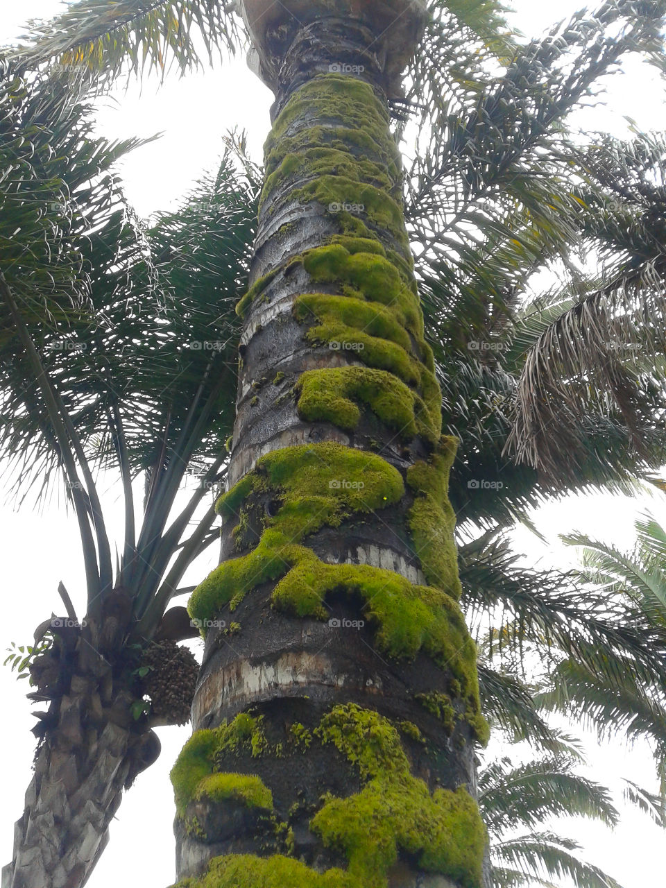 palmeira com musgo