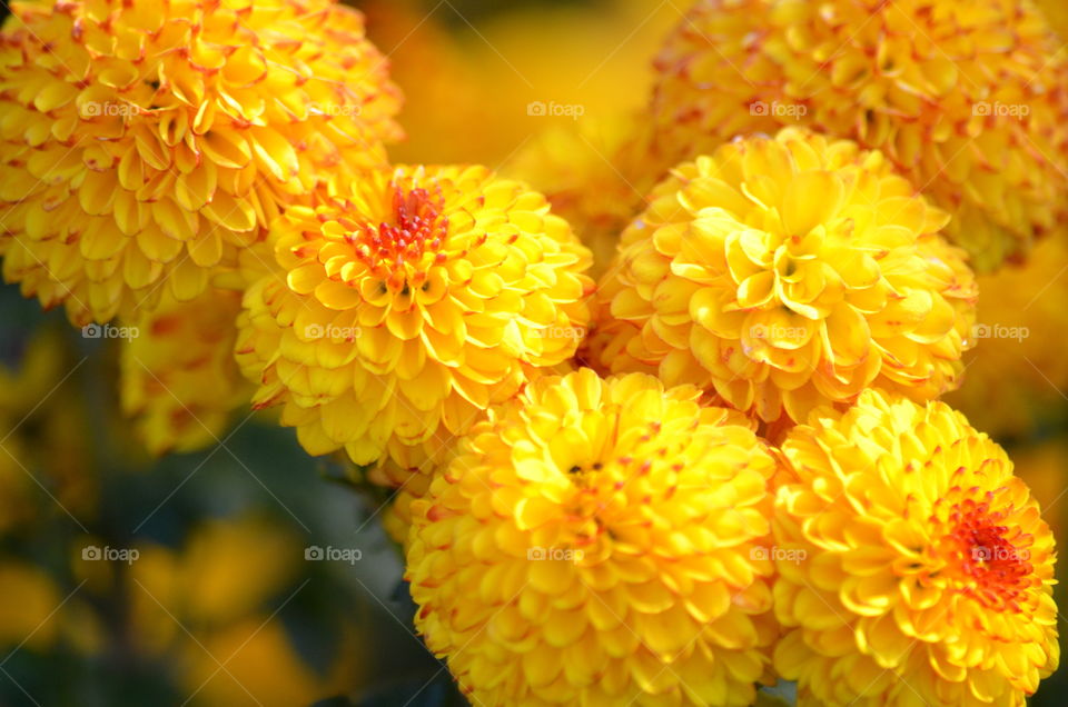 yellow flower