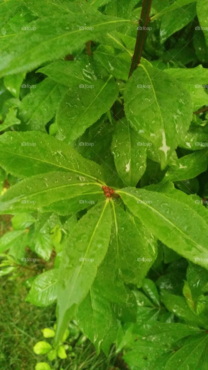 Watery Leaves. Storm