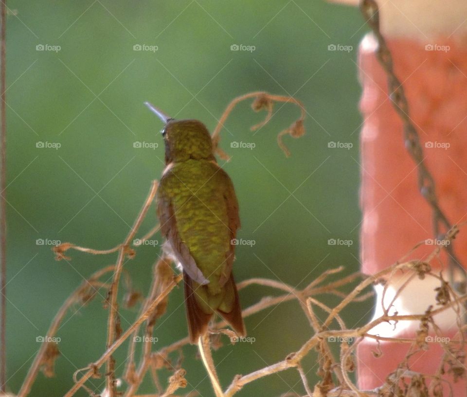 Green hummingbird 