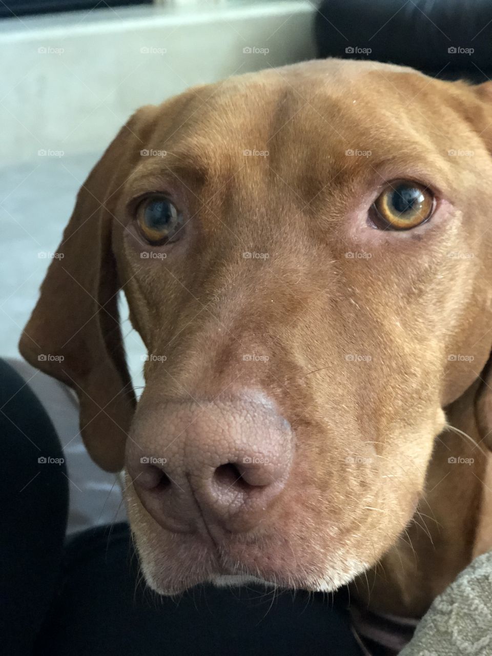 Vizsla dogs have eyes that pierce. Beautiful. 
