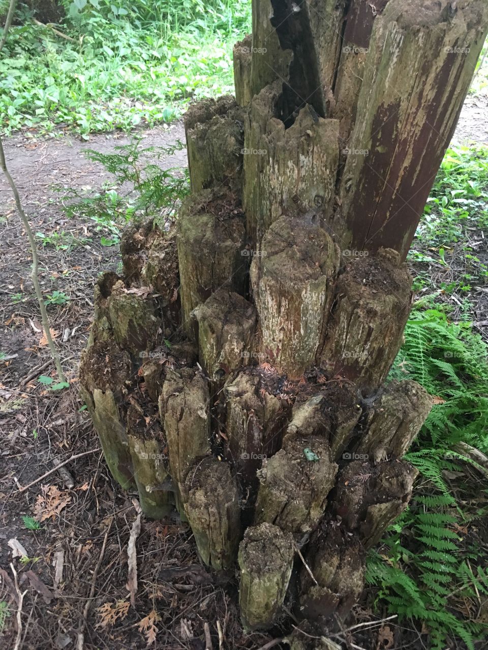 Wood, Tree, Nature, Outdoors, Trunk