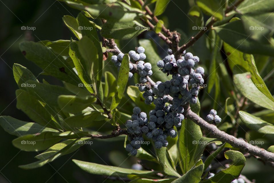 Close-up of wild berries growing