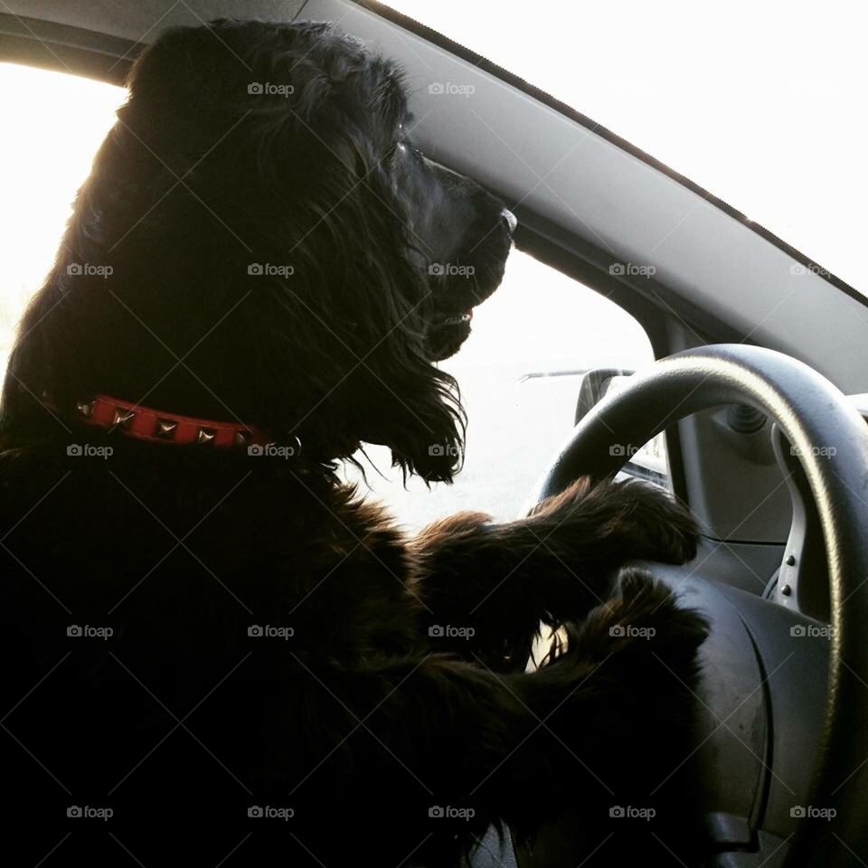 Dog driving the car