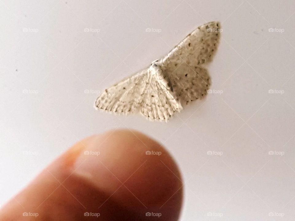 Small moth laid on a car door with a white metal background indicated by my finger