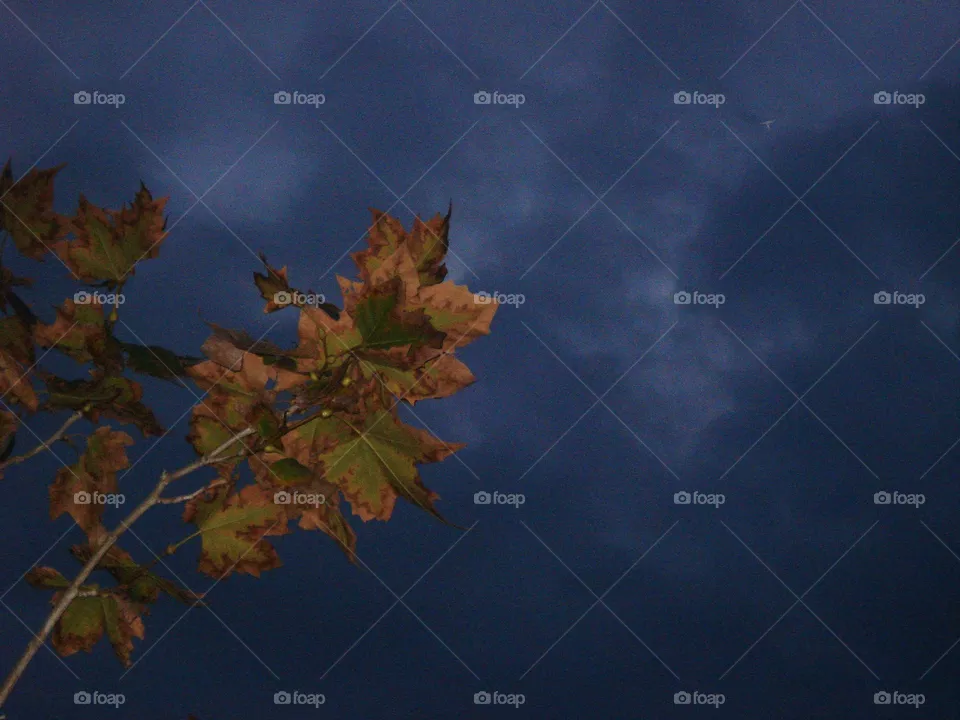 leaf