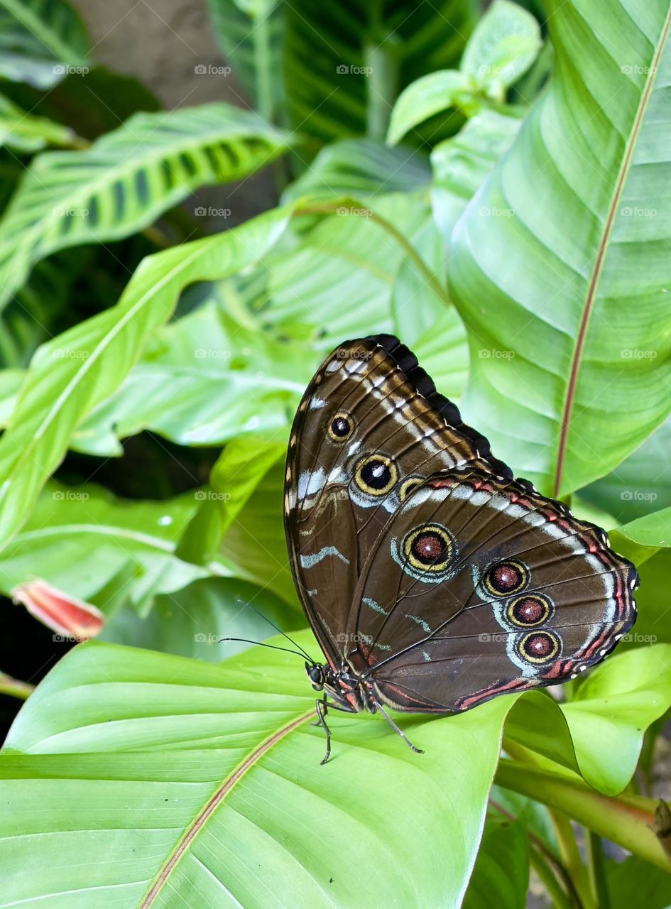 Brown tropical butterfly on the green leaves 