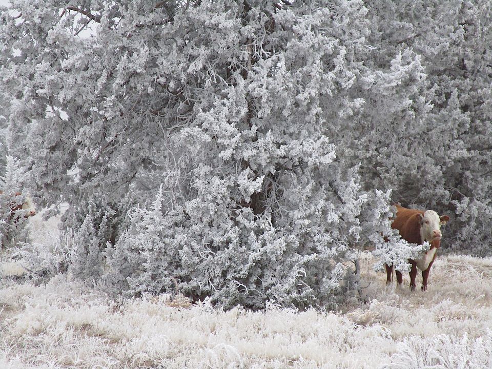 A cow in the cold winter morning frost on the ground, bushes, and juniper trees in Central Oregon. 