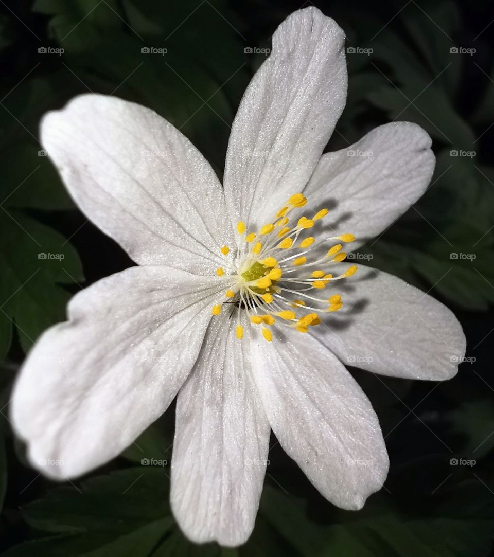 Makro - Flower
