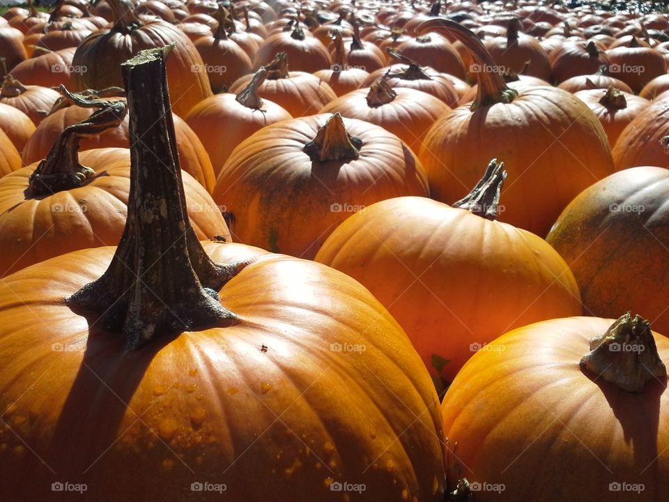 collection of pumpkins