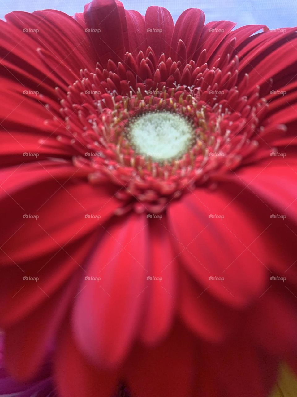 Red spring flower closeup 