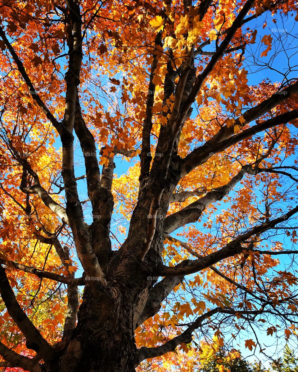 Vieux arbre belle couleur ciel feuilles morte nature environnement  