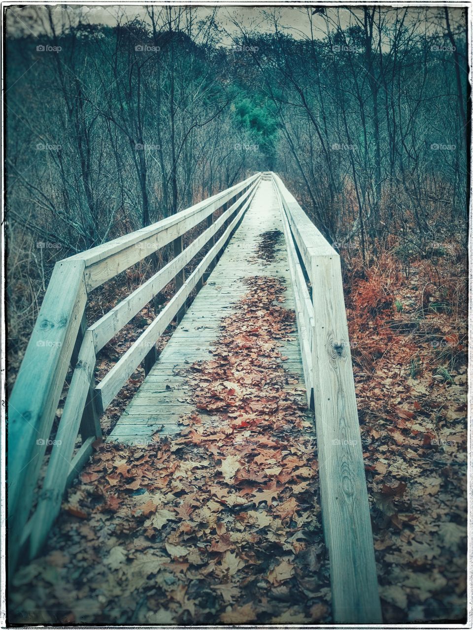 wetlands footbridge
