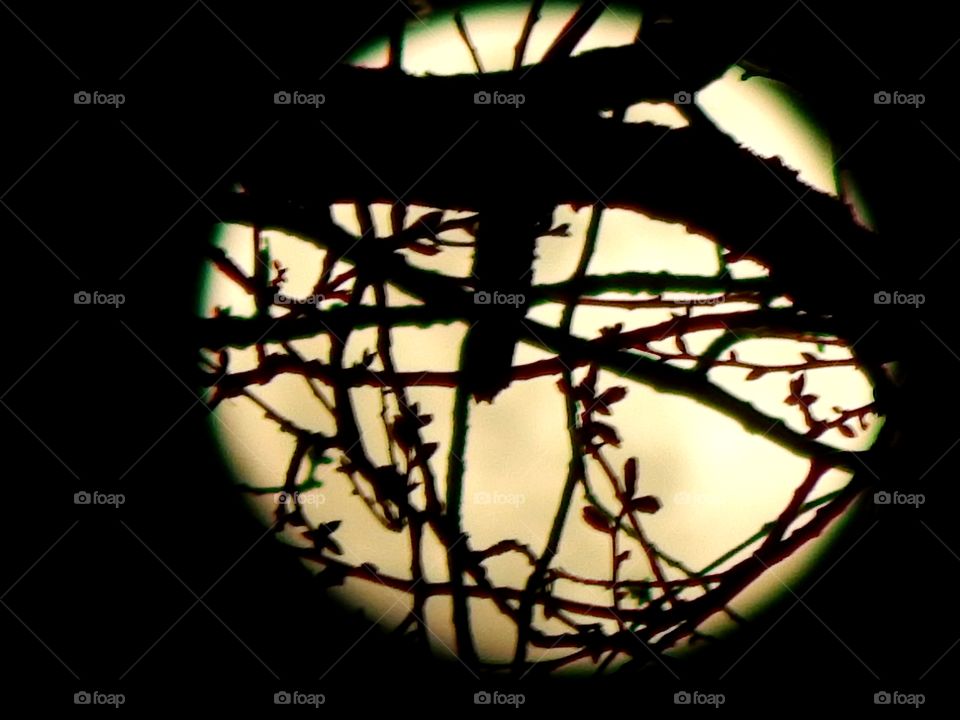 full moon through silhouetted tree branches