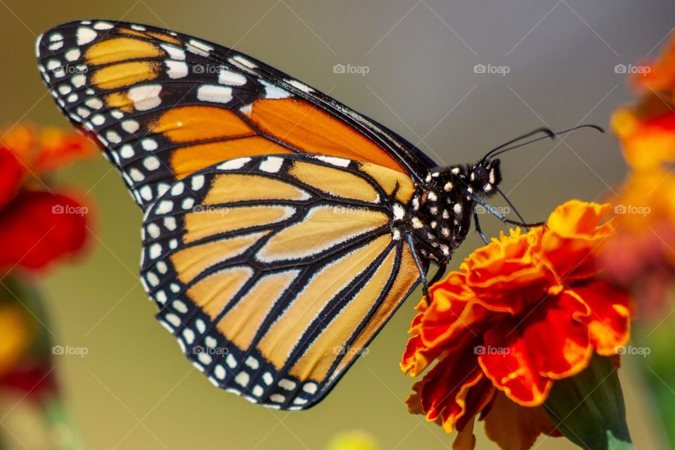 selective focus photography of butterfly on flower