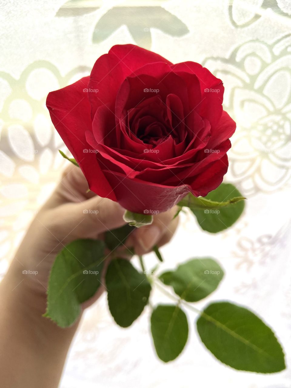 A red rose speaks of love silently in a language known only to the heart. 