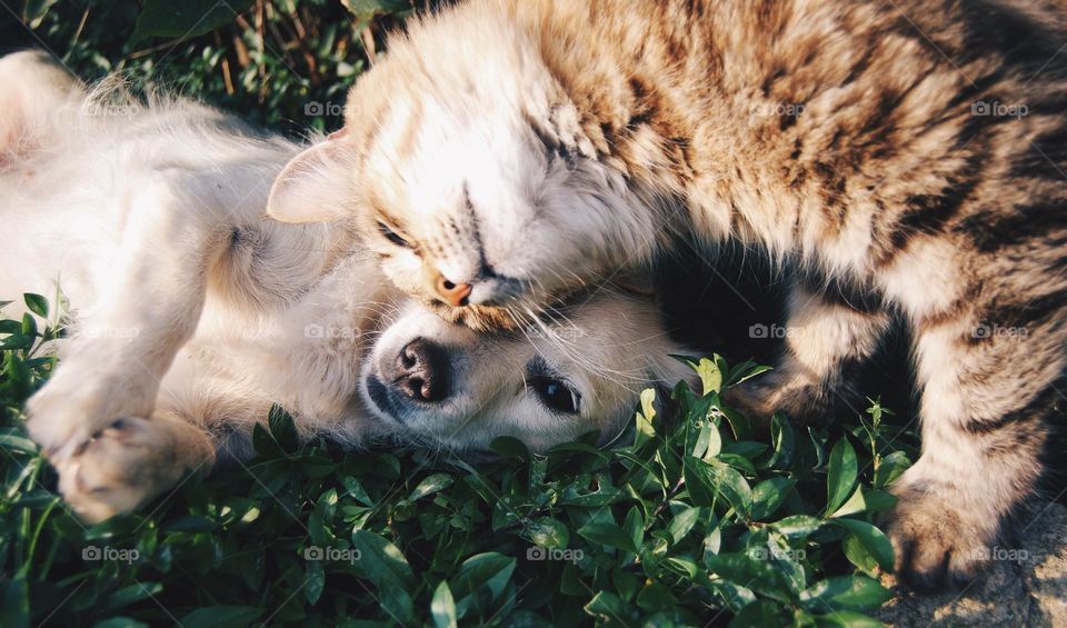 Sweet dog and cat