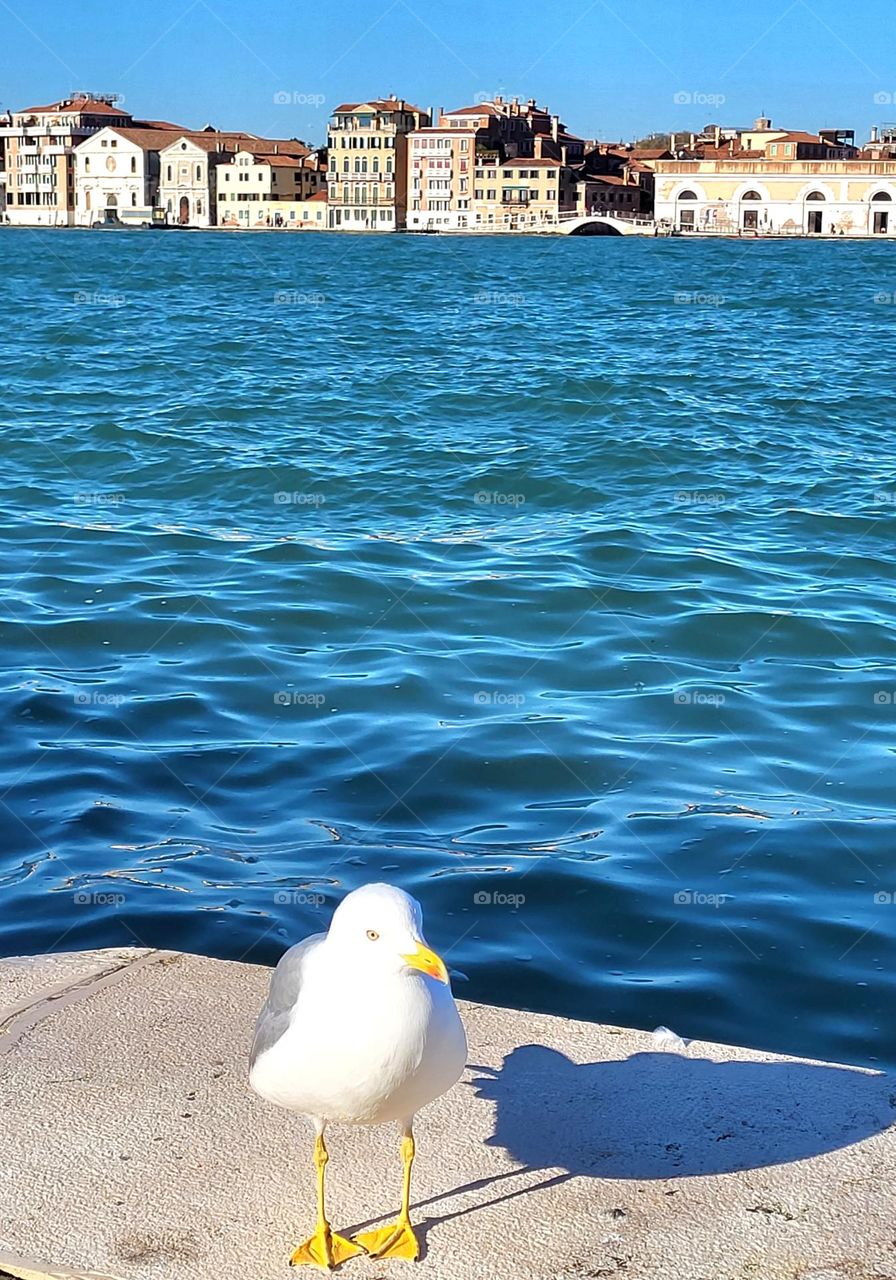 seagull in Venice