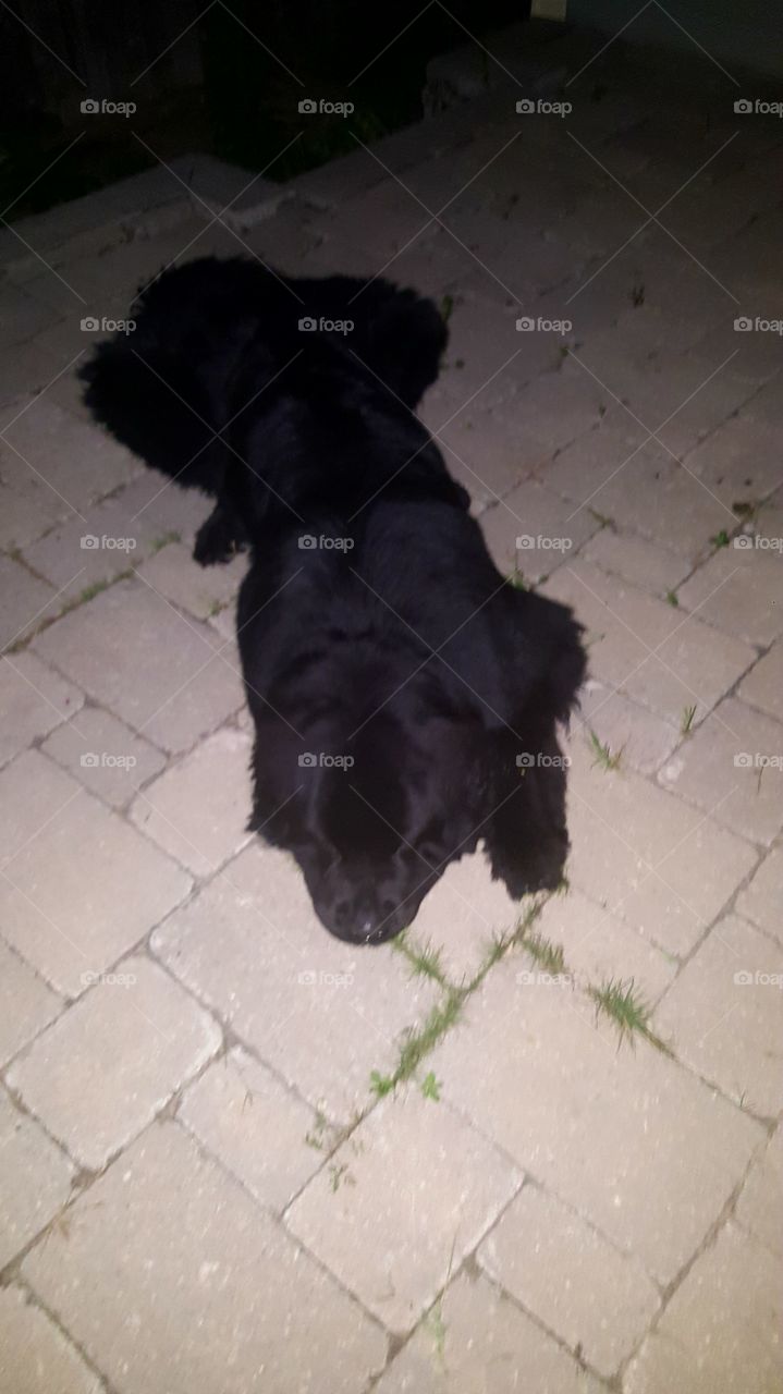 Dog, Canine, No Person, Portrait, Mammal