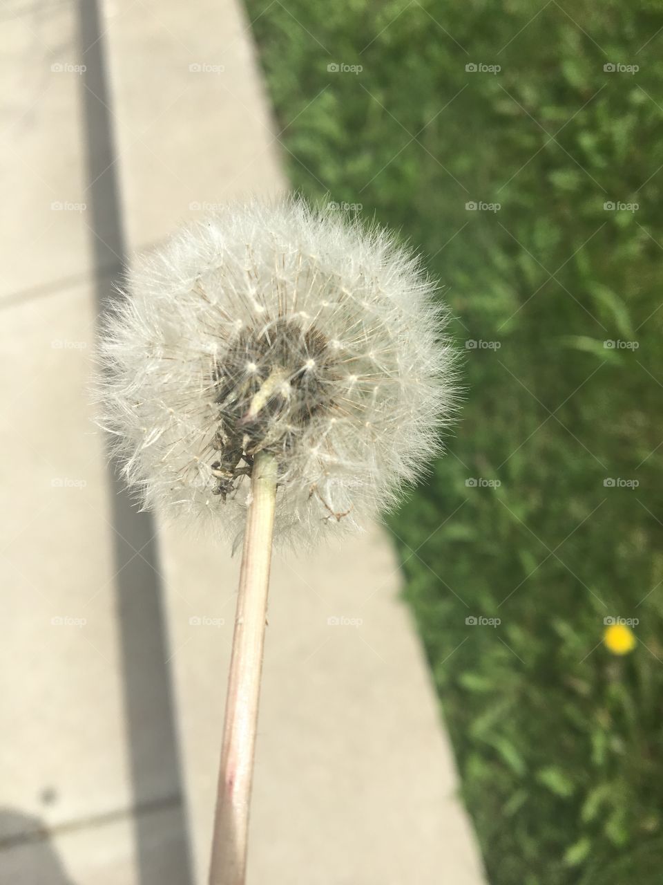 No Person, Nature, Summer, Outdoors, Dandelion