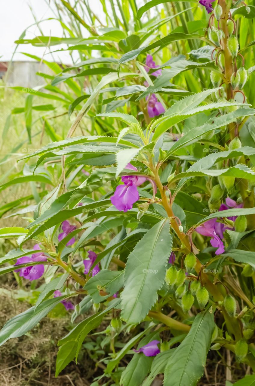 Flowers