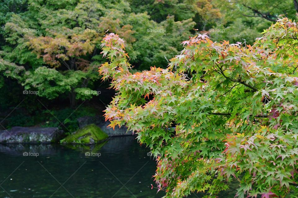 Maple tree in the fall