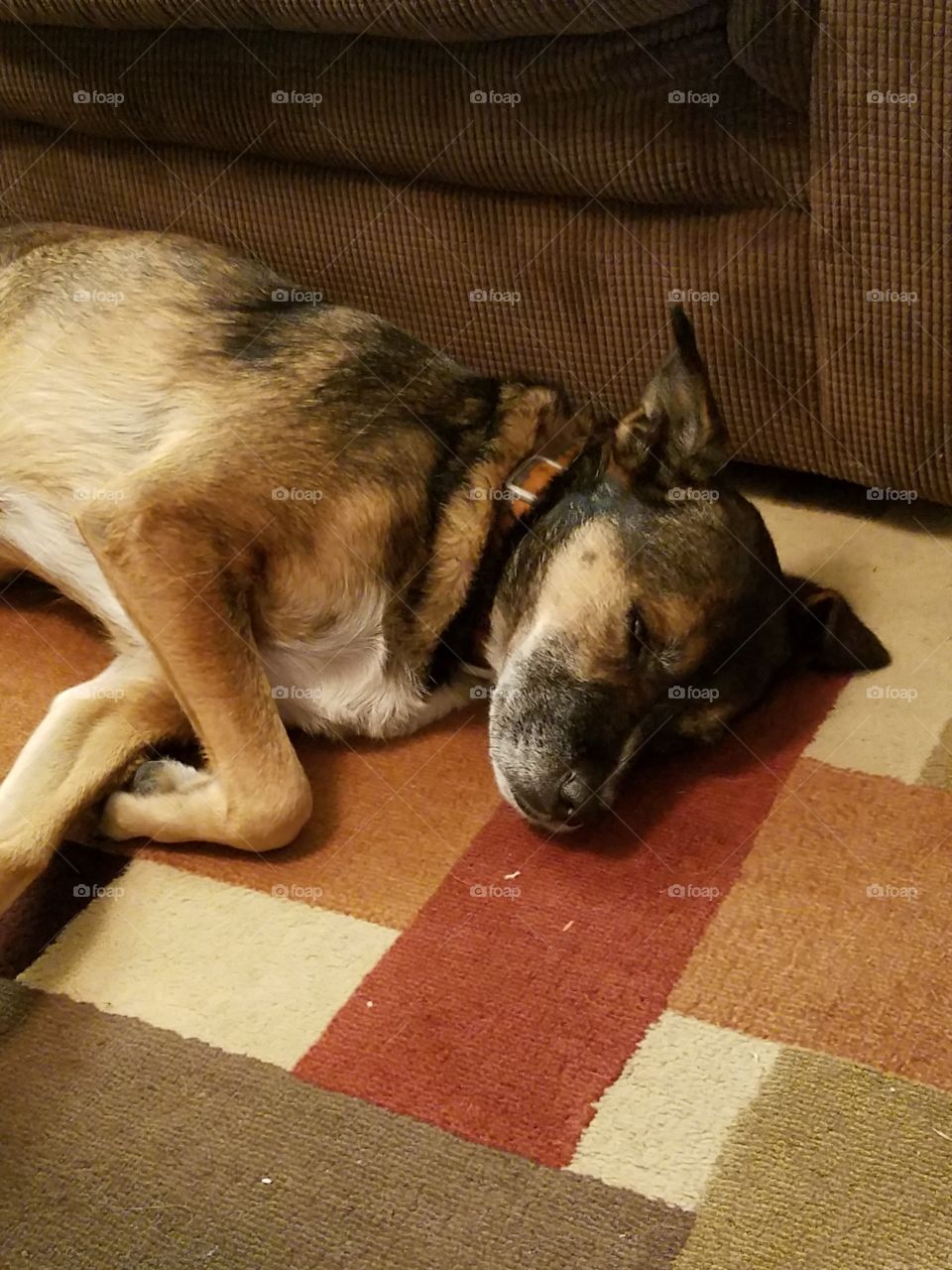 Dog, Mammal, Pet, Canine, Portrait