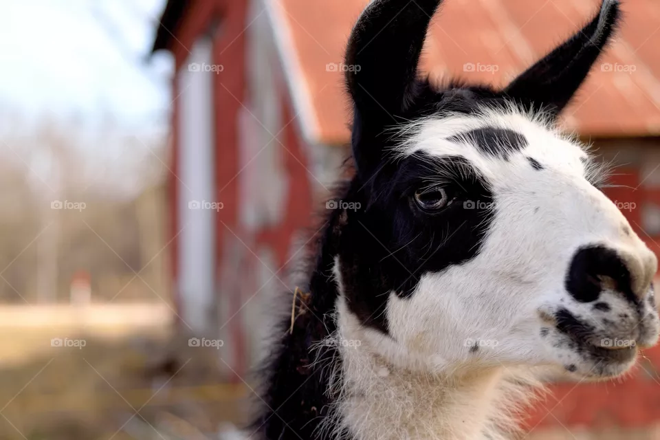 llama