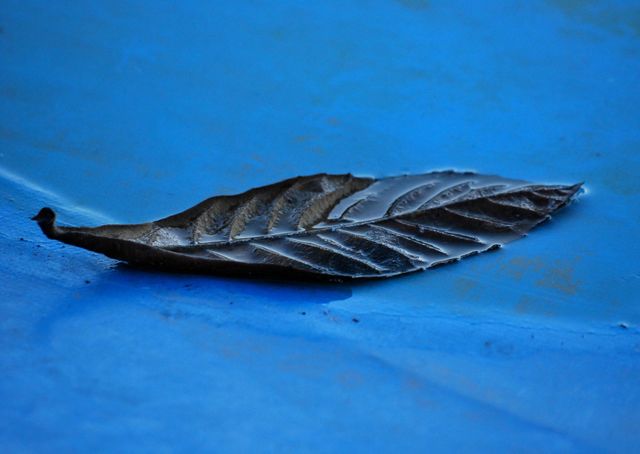 Fallen nisprero leaf on a blue pool tarp. The morning dew left its mark of humidity on both elements, giving the capture more beauty.