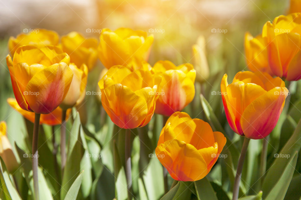 Colorful fresh orange tulips in the garden in spring
