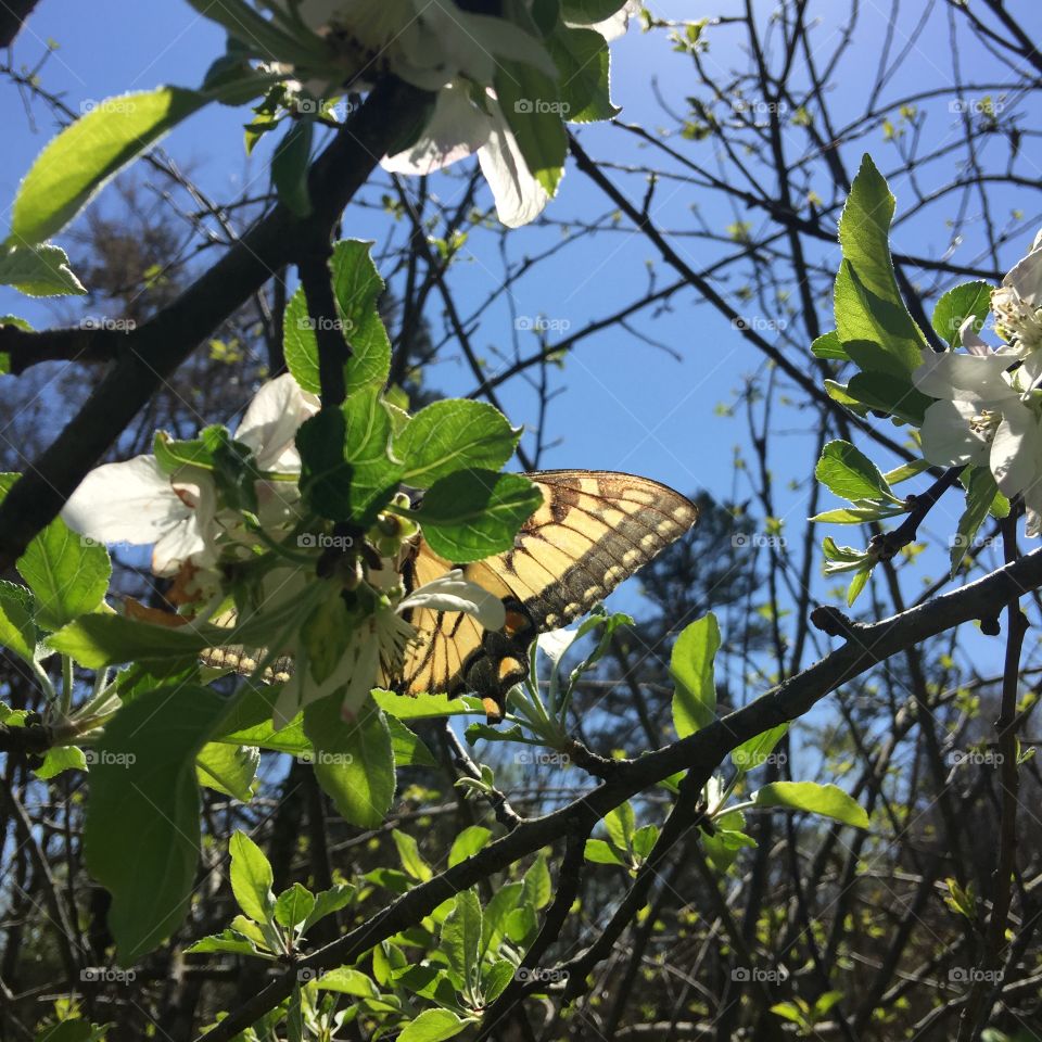 Apple blossom with butterfly