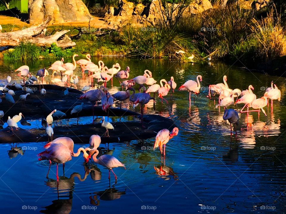 Flamingos in the morning