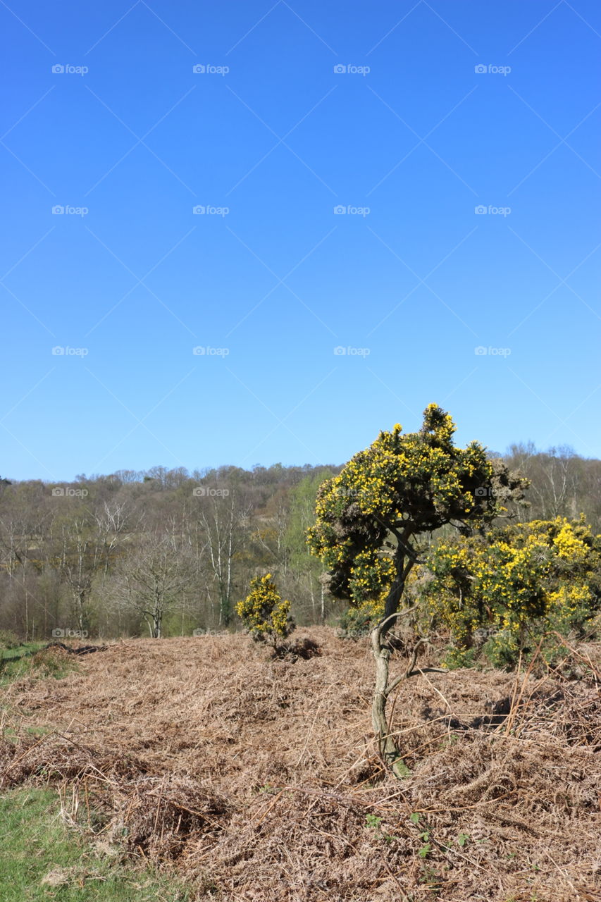 Landscape, Tree, Nature, Sky, Outdoors