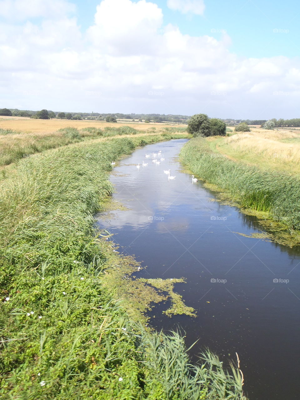 Canal swans 
